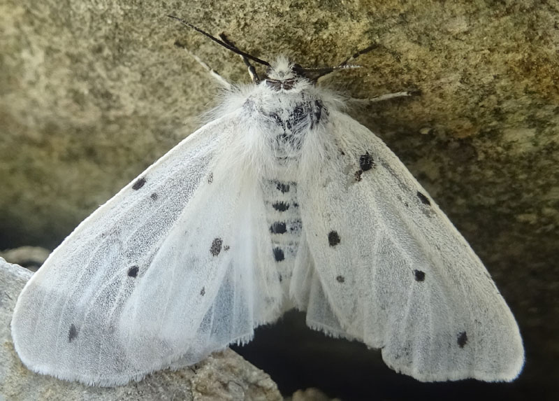 femmina di Diaphora mendica - Erebidae Arctiinae